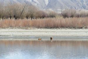 Lhasa River